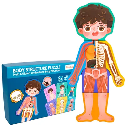 Wooden Body Structure Puzzle Human Cognitive Puzzle Boys And Girls Children's Toys — wooden puzzles & tangrams wholesale